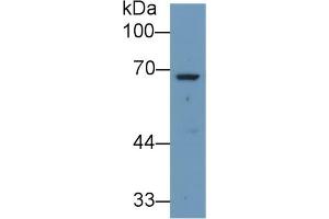 Western Blotting (WB) image for anti-Angiopoietin 2 (ANGPT2) (AA 24-165) antibody (ABIN7430333)