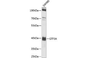 Western blot analysis of extracts of SW480 cells, using GTF3A antibody (ABIN6135169, ABIN6141516, ABIN6141517 and ABIN6224485) at 1:1000 dilution. (GTF3A 抗体  (AA 1-100))