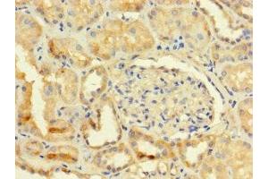 Immunohistochemistry of paraffin-embedded human kidney tissue using ABIN7173179 at dilution of 1:100 (TMEM255B 抗体  (AA 221-356))