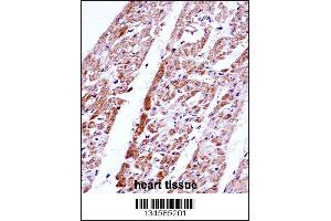 FST Antibody immunohistochemistry analysis in formalin fixed and paraffin embedded human heart tissue followed by peroxidase conjugation of the secondary antibody and DAB staining. (Follistatin 抗体  (C-Term))