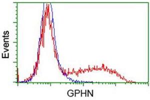 Image no. 2 for anti-Gephyrin (GPHN) antibody (ABIN1498430) (Gephyrin 抗体)