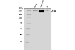Western blot analysis of ZNF318 using anti-ZNF318 antibody (ABIN7602294).