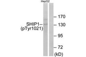 Western blot analysis of extracts from HepG2 cells treated with TNF 200NG/ML 30', using SHIP1 (Phospho-Tyr1021) Antibody. (INPP5D 抗体  (pTyr1021))