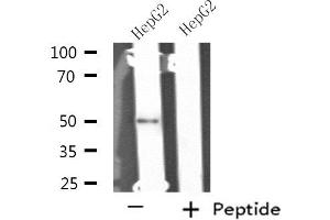Western blot analysis of extracts from HepG2 cells using NIM1 antibody.