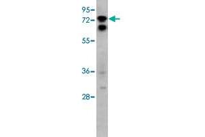 Western blot analysis of HeLa cell lysate (35 ug/lane) with SIGLEC10 polyclonal antibody . (SIGLEC10 抗体  (C-Term))