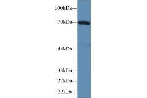 Western Blotting (WB) image for anti-Heat Shock 70kDa Protein 1B (HSPA1B) (AA 1-642) antibody (ABIN7438514)