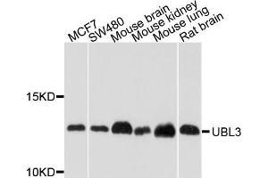 Western blot analysis of extracts of various cell lines, using UBL3 antibody (ABIN5972194) at 1/1000 dilution. (UBL3 抗体)