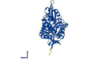 Protein Structure (PS) image for Aldehyde Dehydrogenase 8 Family, Member A1 (ALDH8A1) (AA 1-487) protein (His tag) (ABIN7558600)