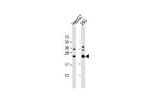 All lanes : Anti-RAB5C Antibody (C-term) at 1:1000 dilution Lane 1: HepG2 whole cell lysate Lane 2: 293 whole cell lysate Lysates/proteins at 20 μg per lane. (Rab5c 抗体  (C-Term))