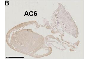 ADCY6 antibody  (AA 760-819)