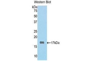 Western Blotting (WB) image for anti-Periostin (POSTN) (AA 500-630) antibody (ABIN1078431) (Periostin 抗体  (AA 500-630))