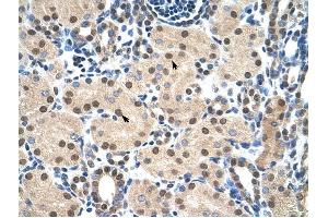 MYB antibody was used for immunohistochemistry at a concentration of 4-8 ug/ml to stain Epithelial cells of renal tubule (arrows) in Human Kidney. (MYB 抗体  (N-Term))