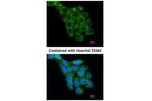 Immunofluorescence (IF) image for anti-Ribosomal Protein L8 (RPL8) antibody (ABIN2855107)