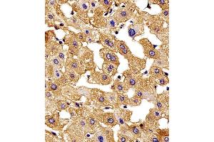 Immunohistochemical analysis of paraffin-embedded H. (HBG2 抗体  (C-Term))