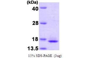 SDS-PAGE (SDS) image for Transcription Elongation Factor B (SIII), Polypeptide 2 (18kDa, Elongin B) (TCEB2) (AA 1-118) protein (ABIN666876) (TCEB2 Protein (AA 1-118))