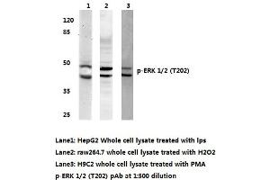 Western blot (WB) analyzes of p-ERK 1/2 antibody (ERK1/2 抗体  (pThr202))
