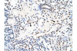 NONO antibody was used for immunohistochemistry at a concentration of 4-8 ug/ml to stain Epithelial cells of renal tubule (arrows) in Human Kidney. (NONO 抗体  (C-Term))