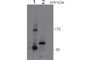 Image no. 1 for anti-Eukaryotic Translation Initiation Factor 2C, 4 (EIF2C4) antibody (ABIN3197495) (AGO4 抗体)