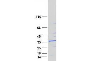MRPS18B Protein (Myc-DYKDDDDK Tag)