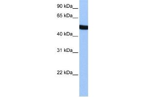WB Suggested Anti-SPATA6 Antibody Titration: 0. (SPATA6 抗体  (Middle Region))