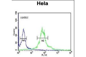 IPO11 Antibody (N-term) (ABIN652718 and ABIN2842476) flow cytometric analysis of Hela cells (right histogram) compared to a negative control cell (left histogram). (Importin 11 抗体  (N-Term))