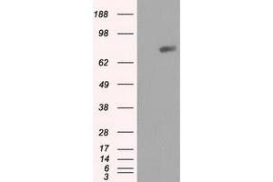 Image no. 2 for anti-RalA Binding Protein 1 (RALBP1) antibody (ABIN1500590) (RALBP1 抗体)