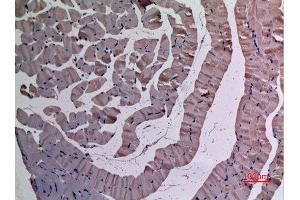 Immunohistochemistry (IHC) analysis of paraffin-embedded Mouse Muscle, antibody was diluted at 1:100. (UBE4A 抗体  (N-Term))