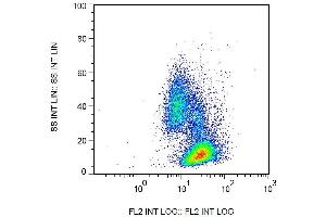 Surface staining of human peripheral blood cells by mouse monoclonal anti-beta2-microglobulin antibody B2M-02 biotin. (beta-2 Microglobulin 抗体  (Biotin))