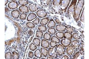 IHC-P Image Chk1 (phospho Ser345) antibody [C1C2], Internal detects Chk1 (phospho Ser345) protein at nucleus on mouse colon by immunohistochemical analysis. (CHEK1 抗体  (pSer345))