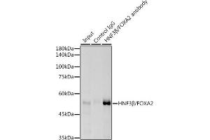 Immunoprecipitation analysis of 300 μg extracts of HepG2 cells using 3 μg HNF3β/FOX antibody (ABIN7267232). (FOXA2 抗体)