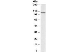 Western blot testing of human kidney lysate with LSD1 antibody at 0. (LSD1 抗体)