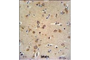 GABRG3 Antibody (N-term) (ABIN650995 and ABIN2840029) IHC analysis in formalin fixed and paraffin embedded brain tissue followed by peroxidase conjugation of the secondary antibody and DAB staining. (GABRG3 抗体  (N-Term))
