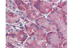 Immunohistochemical staining of Stomach using AP31138PU-N ERP44 antibody (ERP44 抗体  (C-Term))