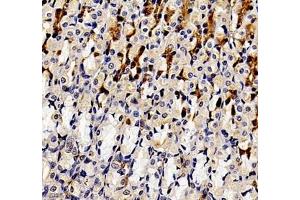 Immunohistochemistry of paraffin embedded rat stomach using ANXA3 (ABIN7073065) at dilution of 1: 300 (400x lens) (Annexin A3 抗体)