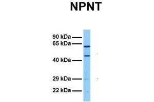 Host:  Rabbit  Target Name:  NPNT  Sample Tissue:  Human HepG2  Antibody Dilution:  1. (Nephronectin 抗体  (Middle Region))