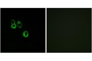 Immunofluorescence analysis of MCF7 cells, using OR3A2/3 Antibody. (OR3A2/3 抗体  (AA 65-114))