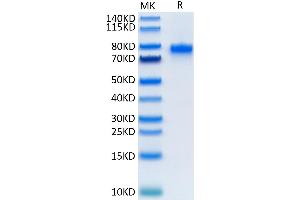 SDS-PAGE (SDS) image for CD40 Ligand (CD40LG) (AA 112-260), (Trimer) protein (Fc Tag) (ABIN7274326)