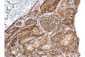 IHC-P Image Aldolase A antibody detects Aldolase A protein at cytosol on mouse kidney by immunohistochemical analysis. (ALDOA 抗体)