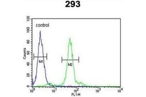 Flow cytometric analysis of 293 cells using  Lysyl oxidase Antibody (Center) Cat. (LOX 抗体  (Middle Region))