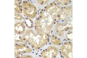 Immunohistochemistry of paraffin-embedded human kidney using CEBPG antibody. (CEBPG 抗体  (AA 1-150))