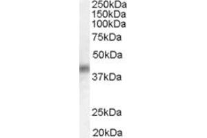 ABIN184638 (0. (DUSP1 抗体  (C-Term))