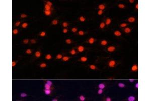 Immunofluorescence (IF) image for anti-Zinc Finger Protein 433 (ZNF433) antibody (ABIN7258240)