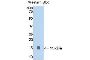 Western Blotting (WB) image for anti-Luteinizing Hormone (LH) (AA 25-120) antibody (ABIN1078297) (Luteinizing Hormone 抗体  (AA 25-120))