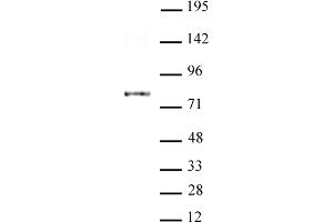 AATF / Che-1 antibody (mAb) tested by Western Blot.