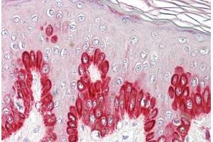 Image no. 2 for anti-Sirtuin 1 (SIRT1) (AA 577-590) antibody (ABIN1493902) (SIRT1 抗体  (AA 577-590))