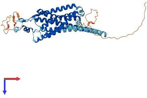 NMUR1 Protein (AA 1-426) (His tag)