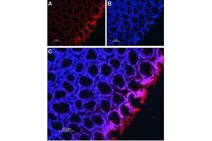 Immunohistochemistry (IHC) image for anti-Solute Carrier Family 9 (Sodium/hydrogen Exchanger), Member 2 (SLC9A2) (AA 797-812), (Intracellular) antibody (ABIN7043757)