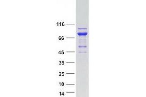 Western Blotting (WB) image for Alveolar Soft Part Sarcoma Chromosome Region, Candidate 1 (ASPSCR1) protein (Myc-DYKDDDDK Tag) (ABIN2715005)