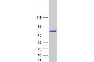 Western Blotting (WB) image for Pleckstrin Homology Domain Containing Family A2 (PLEKHA2) protein (Myc-DYKDDDDK Tag) (ABIN2729145)
