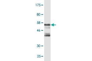 Western Blot detection against Immunogen (56. (LIM Domain Binding 3 Protein 抗体  (AA 1-283))